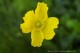 Thumbs/tn_Mommy Yellow Poppy.jpg